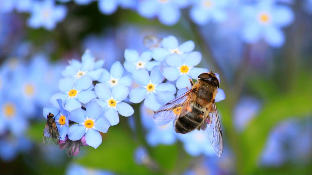 ¿Qué hacer si lo pica una abeja o una avispa?