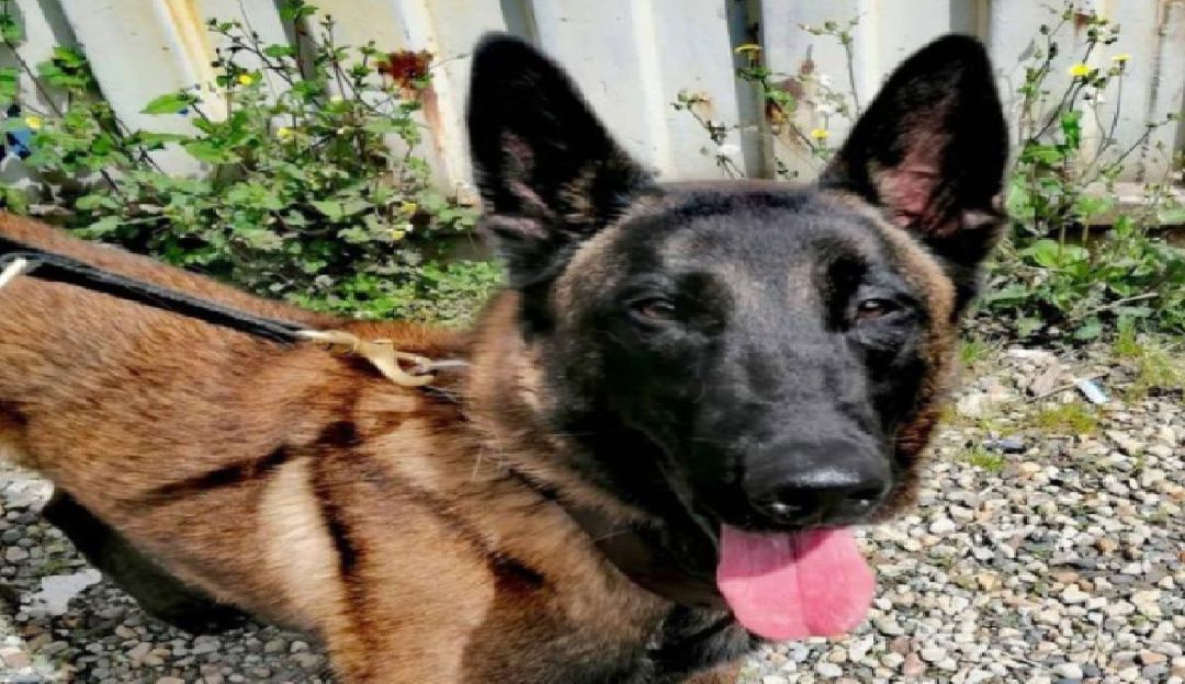 Gasper, perro perdido Gasper, perro perdido