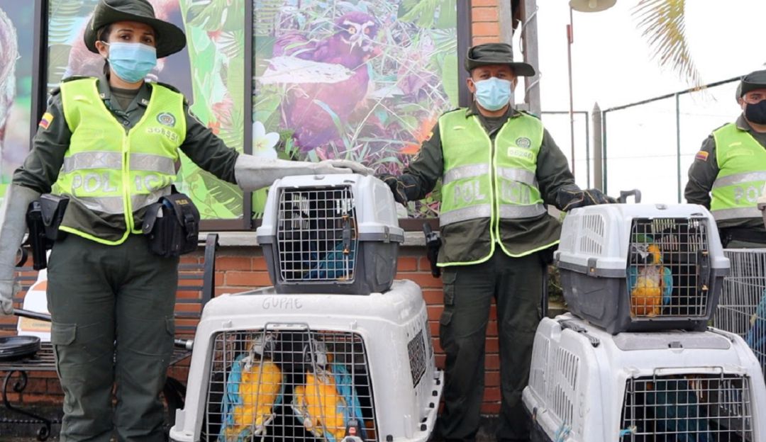 Los animales fueron transportados al Centro de Atención y Valoración de Fauna silvestre, de la CRQ para su rehabilitación Los animales fueron transportados al Centro de Atención y Valoración de Fauna silvestre, de la CRQ para su rehabilitación