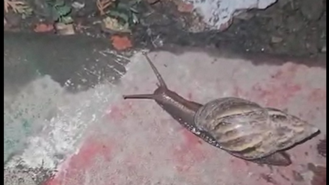 Reaparecen caracoles africanos en Cali