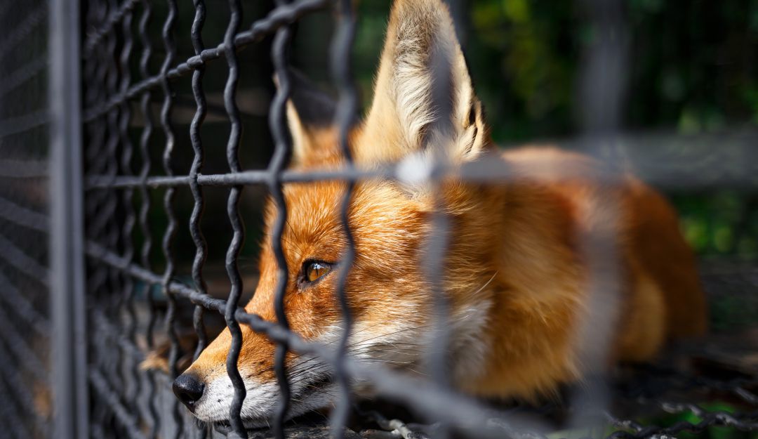 No a los animales silvestres en cautiverio. No a los animales silvestres en cautiverio.
