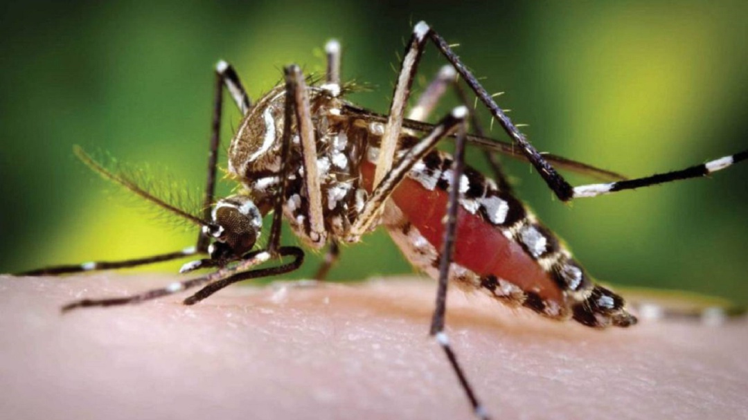 Investigan si dos muertes de niños en Riohacha fueron por Dengue