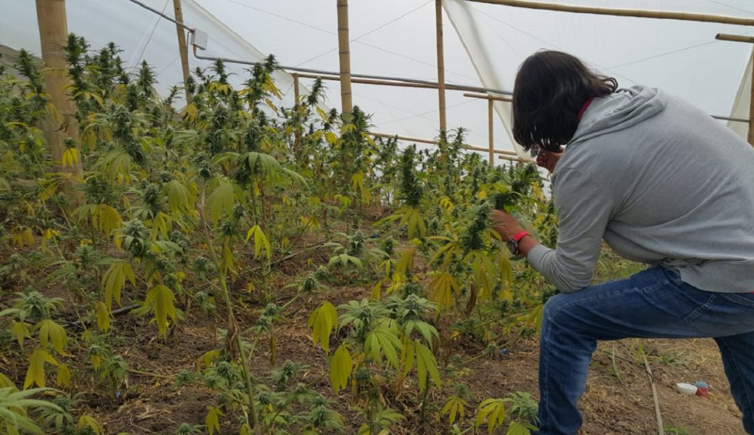 Proyecto sobre cannabis medicinal Proyecto sobre cannabis medicinal
