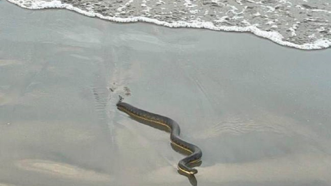 Apareció serpiente venenosa en las playas de Castillogrande