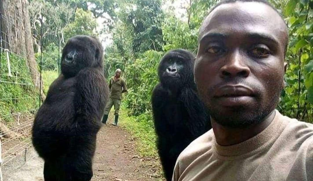 Murió Ndakasi, la "gorila del selfie", en el parque congoleño de Virunga Murió Ndakasi, la "gorila del selfie", en el parque congoleño de Virunga