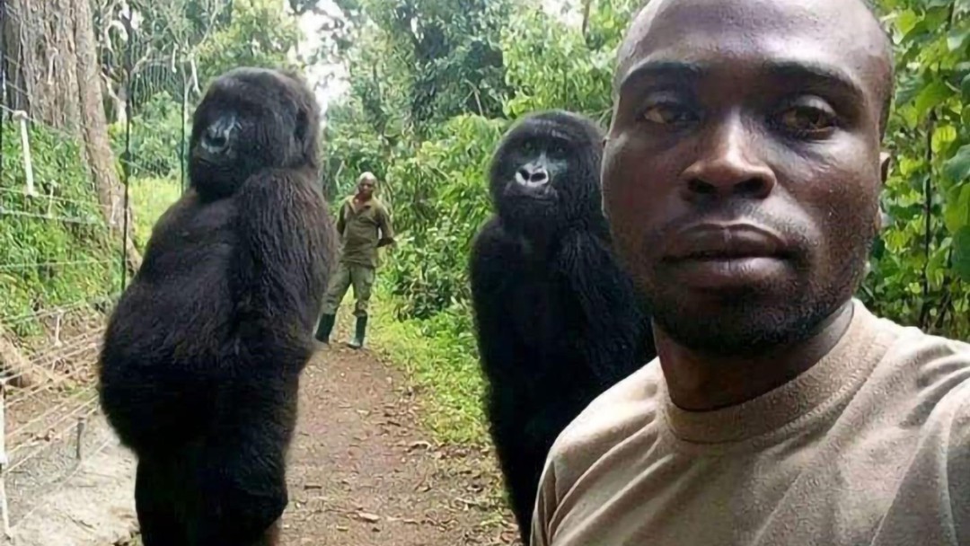 Murió Ndakasi, la "gorila del selfie", en el parque congoleño de Virunga
