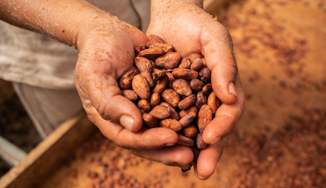 Cacao. Imagen de referencia. Cacao. Imagen de referencia.