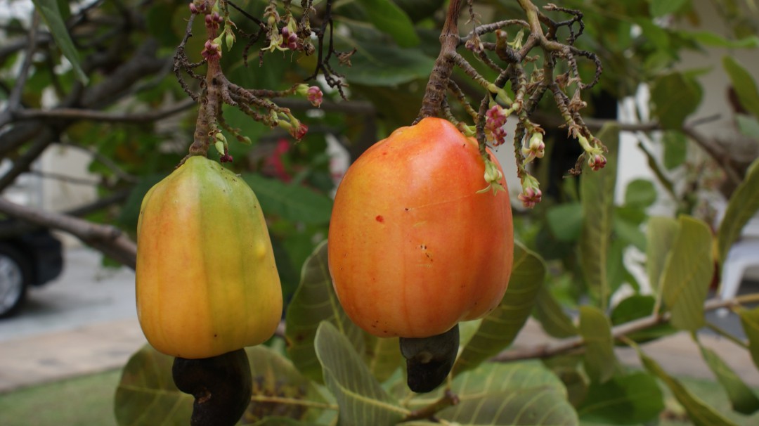El marañón, una fuente de riqueza que apenas aprovechamos en Colombia
