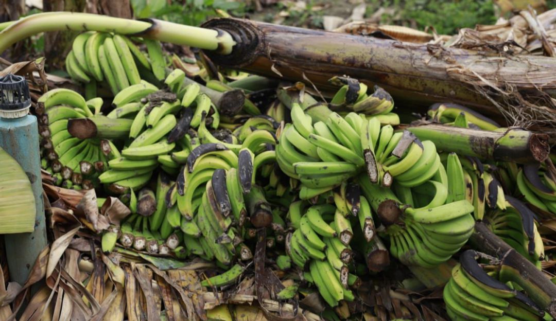 Daños a cultivos de banano en la región Caribe por fuertes vendavales Daños a cultivos de banano en la región Caribe por fuertes vendavales