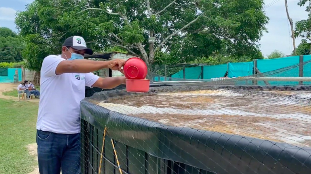 Tilapia roja, cultivo que ayuda a redimir a víctimas en Montes de María