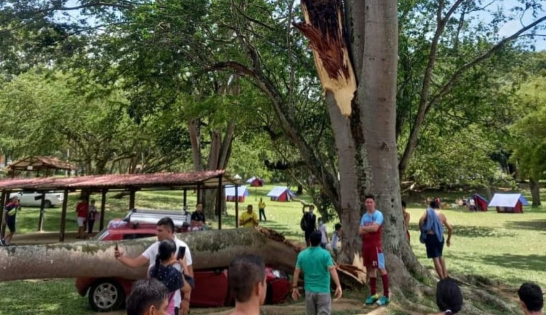 La rama de un árbol pudo causar tragedia en Cajasan La rama de un árbol pudo causar tragedia en Cajasan