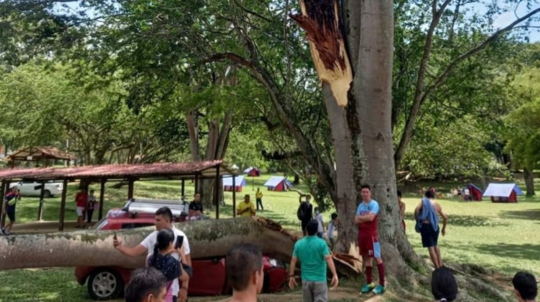 La rama de un árbol pudo causar tragedia en Cajasan