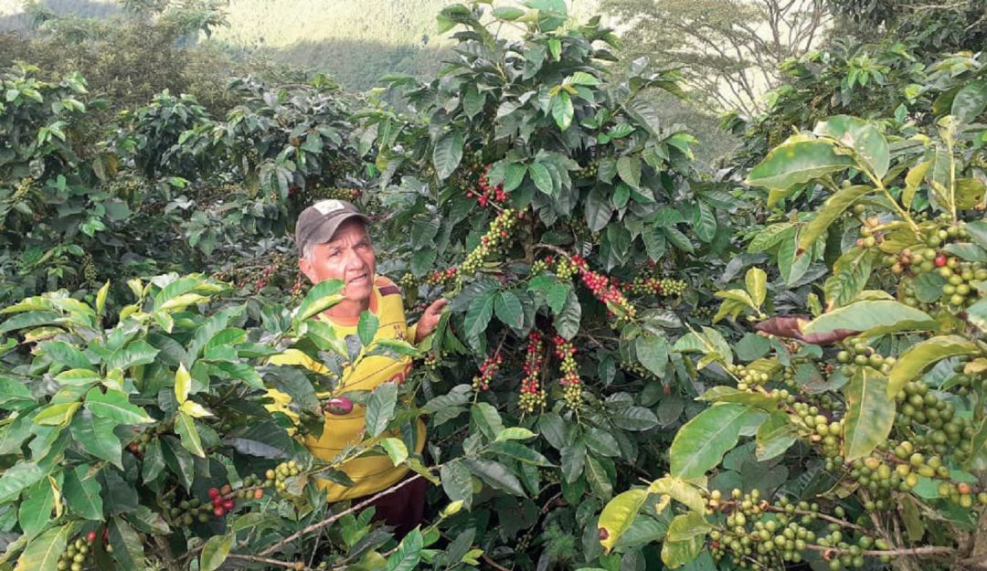 Inicia cosecha cafetera Inicia cosecha cafetera