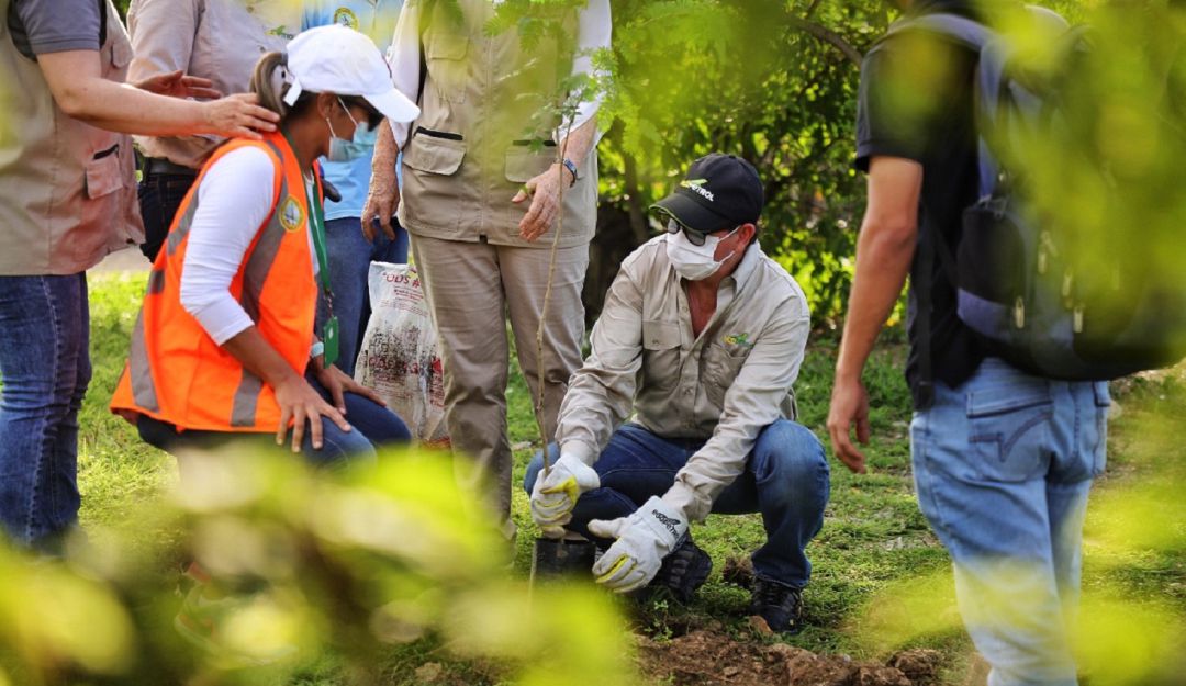 En la región Caribe se están sembrando 234.265 árboles En la región Caribe se están sembrando 234.265 árboles