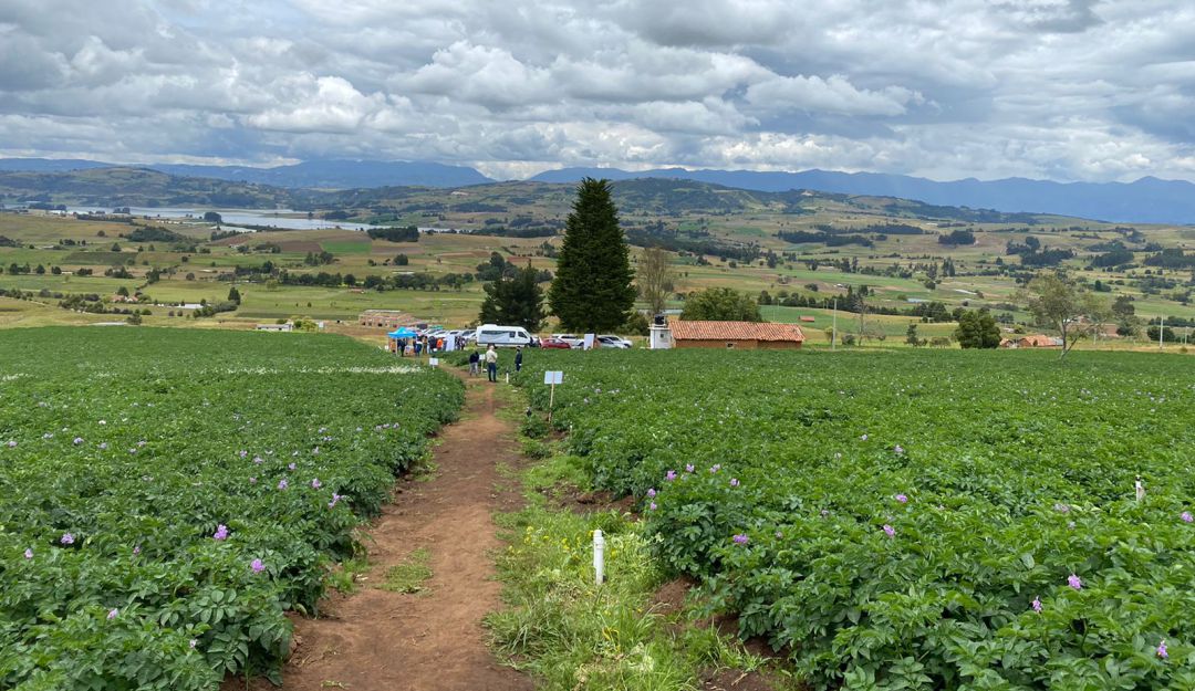 Cultivos de papa en Toca, Boyacá. Cultivos de papa en Toca, Boyacá.