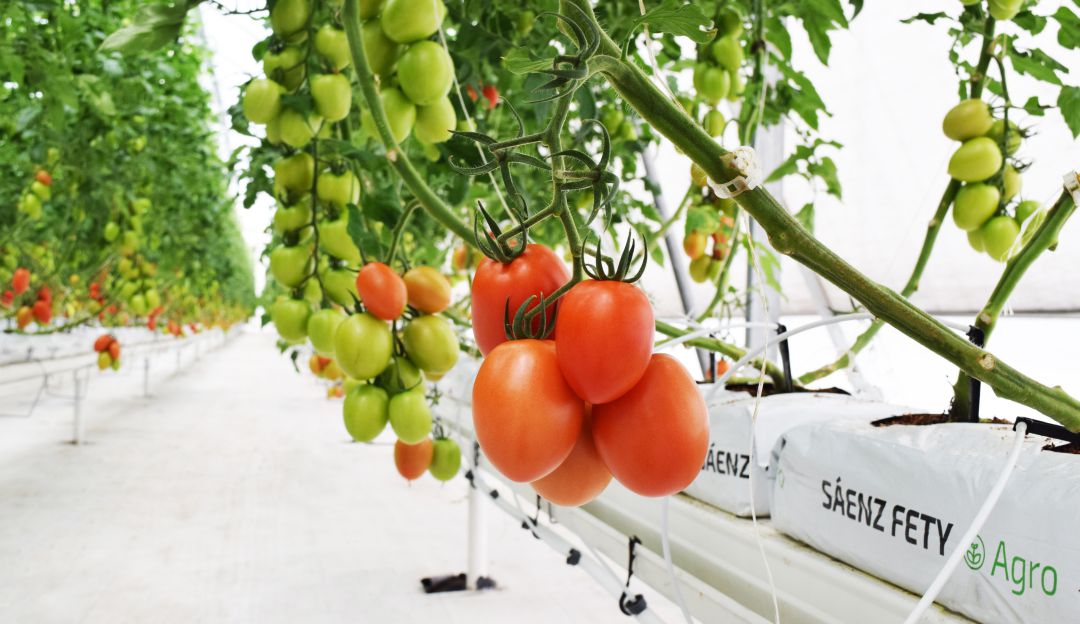 Tomates cultivados en contenedor Tomates cultivados en contenedor
