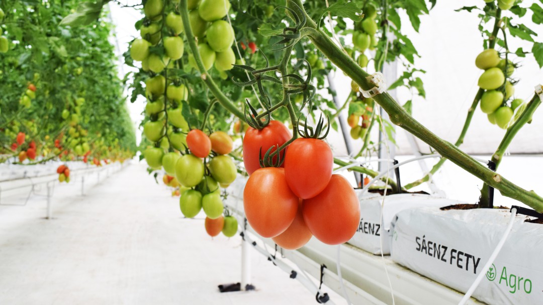 Tomates cultivados en contenedores, huertos en el corazón de las ciudades