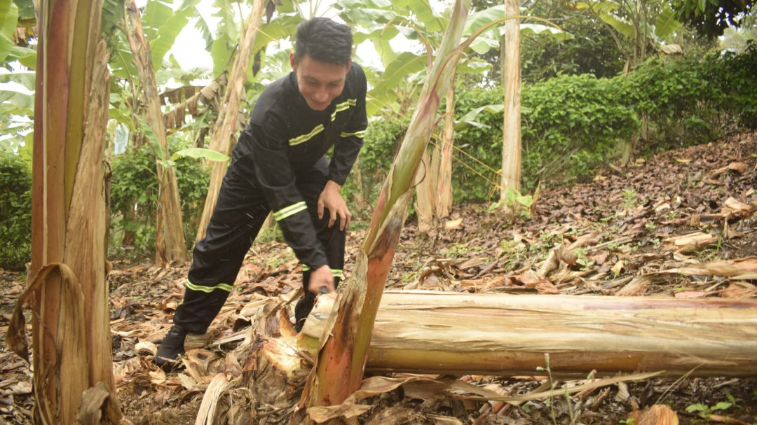 Con residuos de matas de plátano, jóvenes de Nariño producen papel