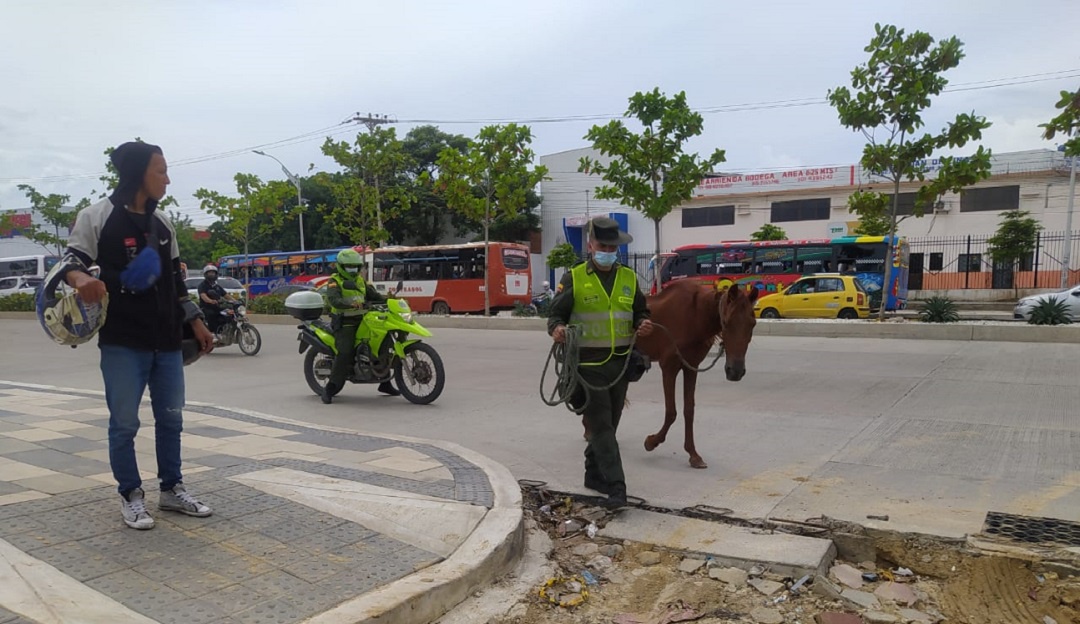 Caballo rescatado. Cortesía: Policía Caballo rescatado. Cortesía: Policía