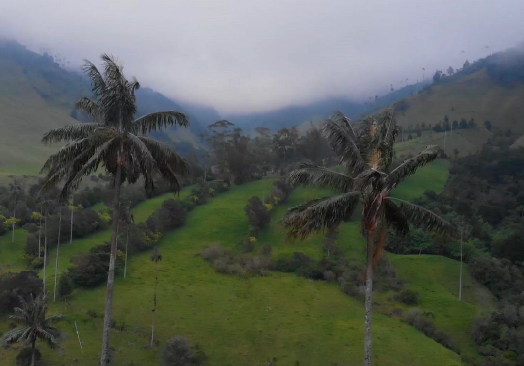 La replantación de la Palma de Cera en el Valle de Cocora crece con altitud
