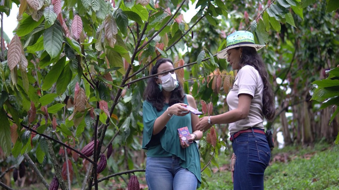 La ruta del cacao: historia, producción y elaboración del chocolate