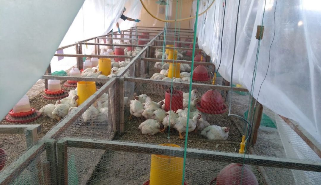 Galpón de pollos de engorde. Galpón de pollos de engorde.