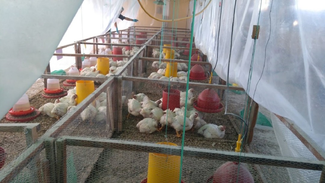 Con raíces andinas, alimente bien a sus animales