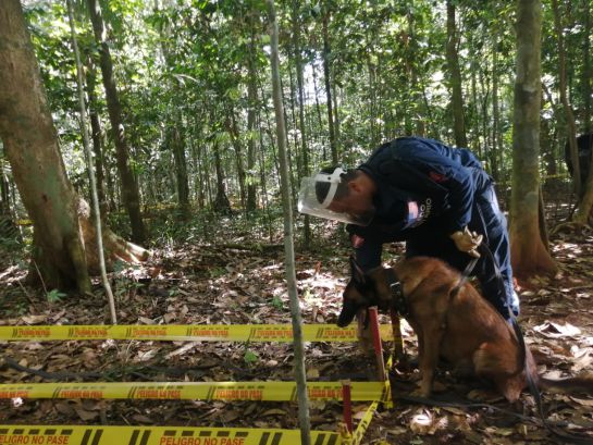 El sargento viceprimero Luis Teuta barre un panel de 20 metros con uno de los dos caninos belga malinois. Al día, los perros son capaces de rastrear hasta 600 metros. El sargento viceprimero Luis Teuta barre un panel de 20 metros con uno de los dos caninos belga malinois. Al día, los perros son capaces de rastrear hasta 600 metros.