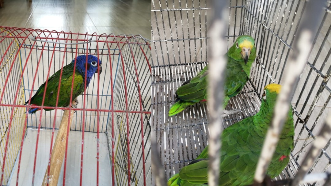 Autoridades ambientales rescatan cuatro aves que estaban en cautiverio