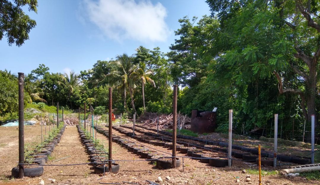 Cultivos de tomate. Infraestructura Cultivos de tomate. Infraestructura