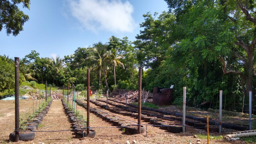 Cultivos de tomates, ¿cómo controlar plagas y enfermedades?
