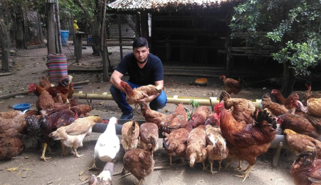 Gallinas criollas Gallinas criollas