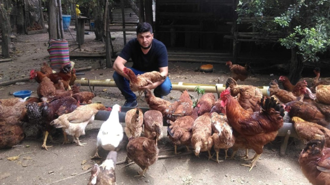 Colombia tiene 29 razas de gallinas criollas. En Timaná buscarán la mejor