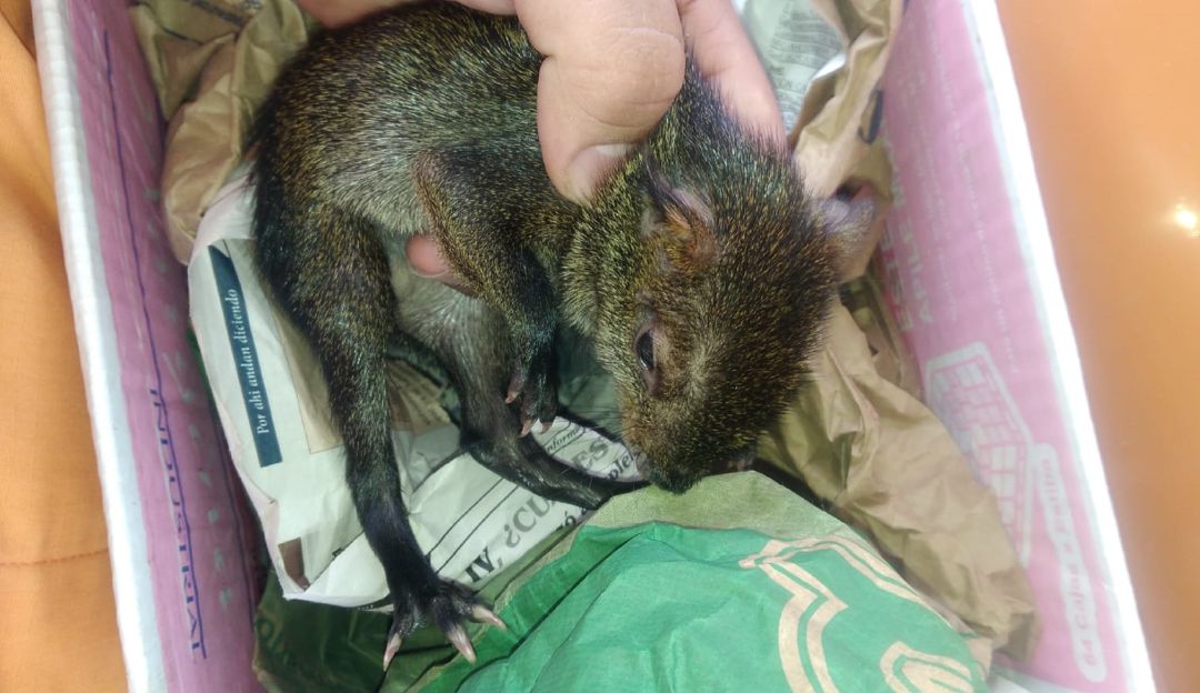 Guatí bebé recuperado en una vía terciaria de Caldas Guatí bebé recuperado en una vía terciaria de Caldas