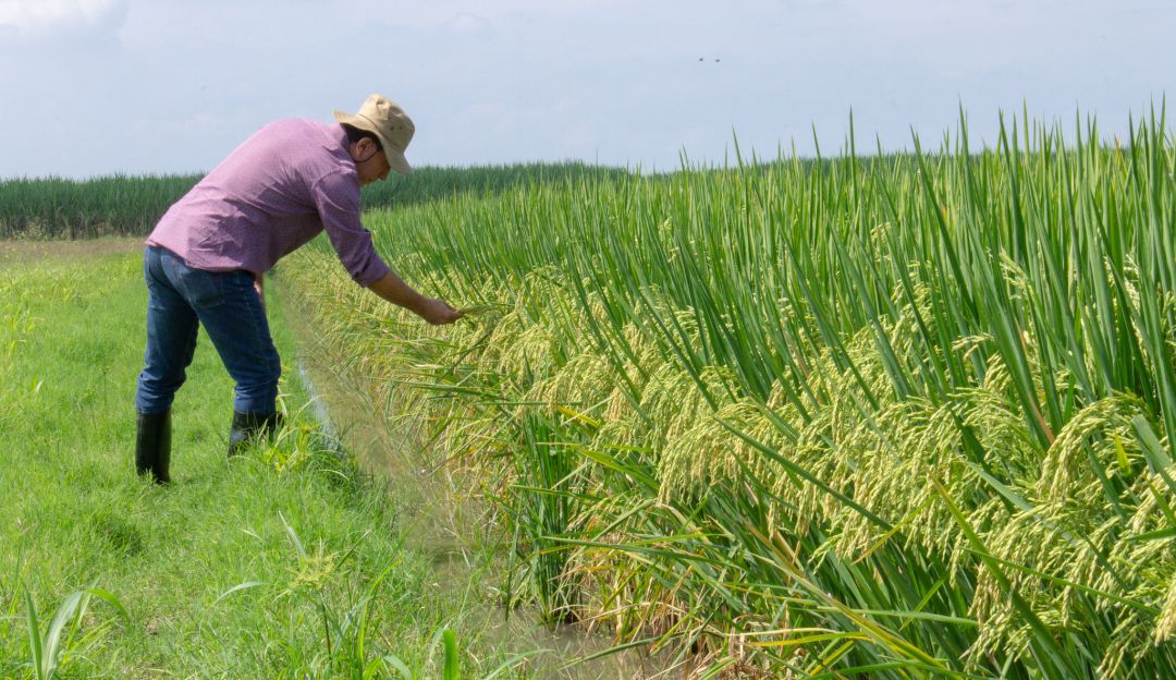 Cultivo de arroz biofortificado Cultivo de arroz biofortificado