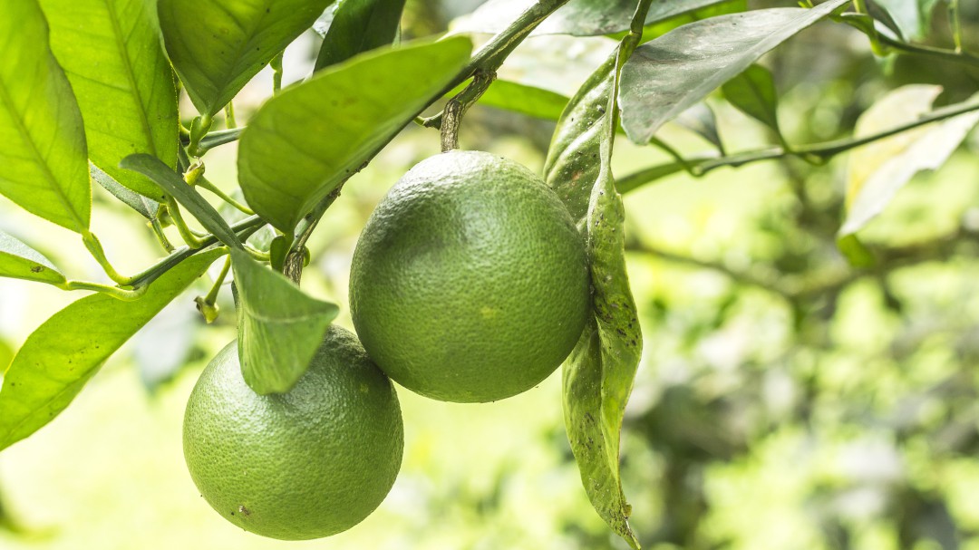 En Bucaramanga se encareció la limonada
