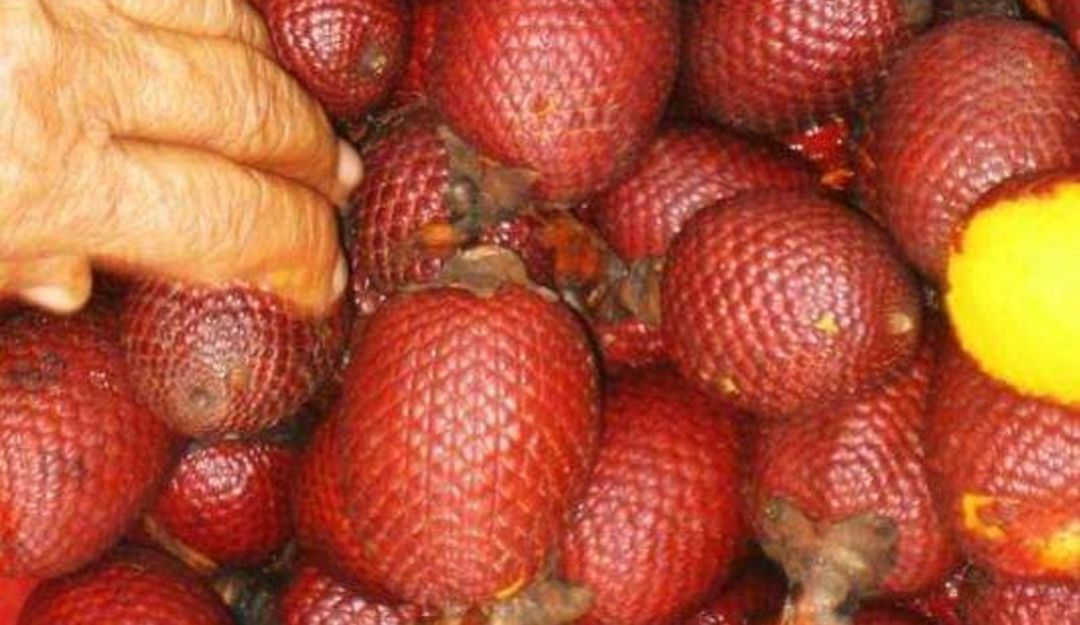Canangucha Canangucha