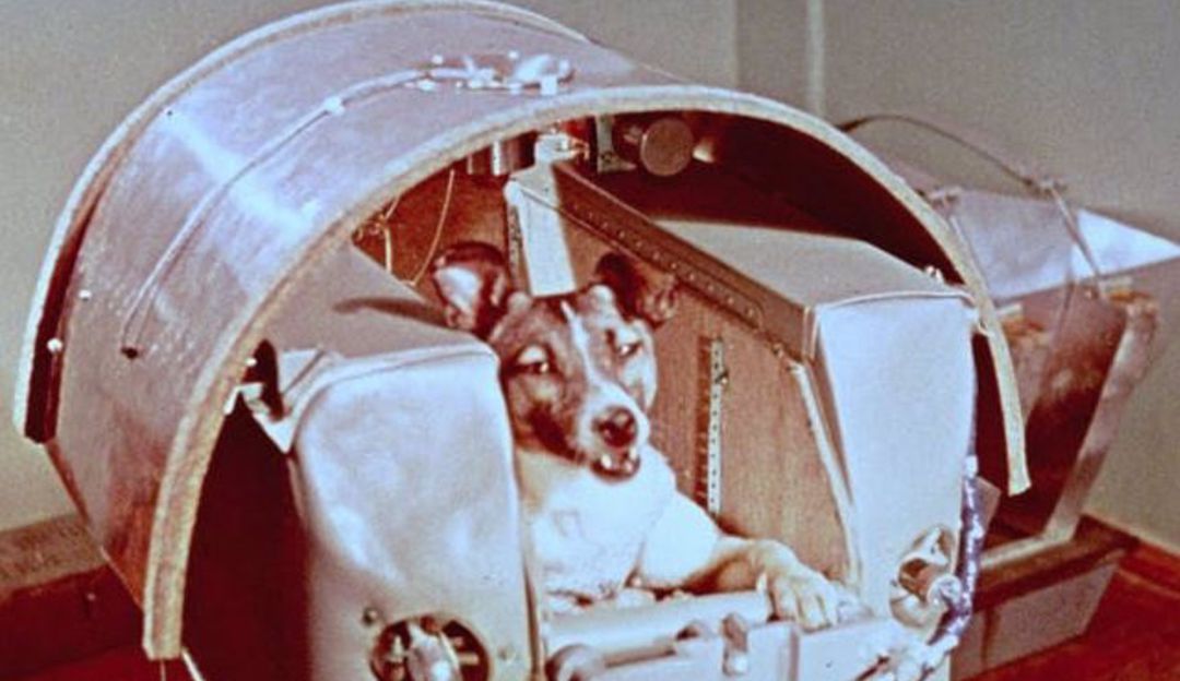 La perra Laika, antes del lanzamiento en el Sputnik 2 La perra Laika, antes del lanzamiento en el Sputnik 2