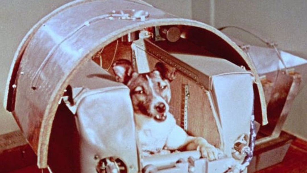 Se cumplen 64 años del primer ser vivo espacial: la perra Laika