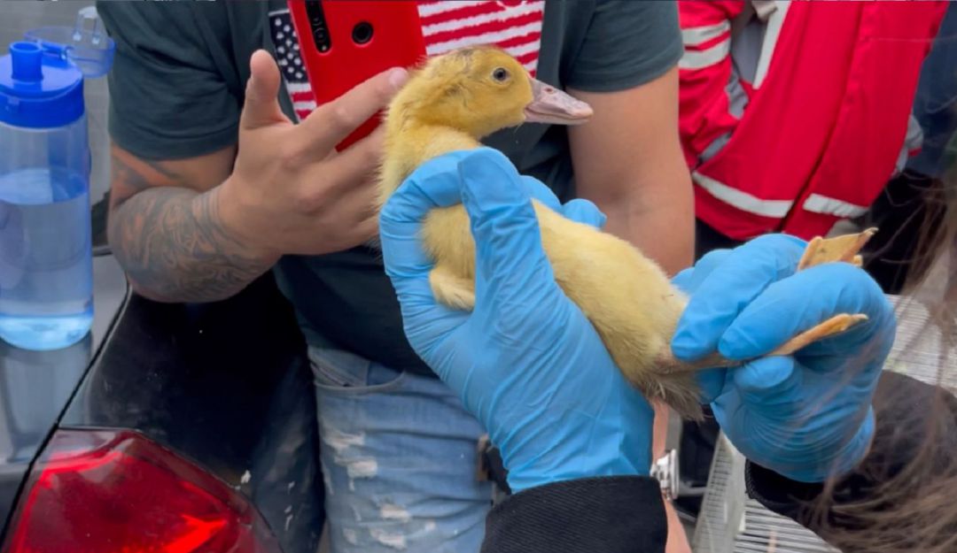 Siguen vendiendo animales vivos en plazas de mercado a pesar de restricciones Siguen vendiendo animales vivos en plazas de mercado a pesar de restricciones