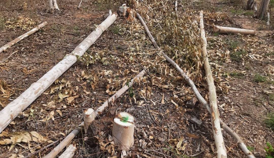 Denuncian tala injustificada de 279 árboles en Cesar Denuncian tala injustificada de 279 árboles en Cesar
