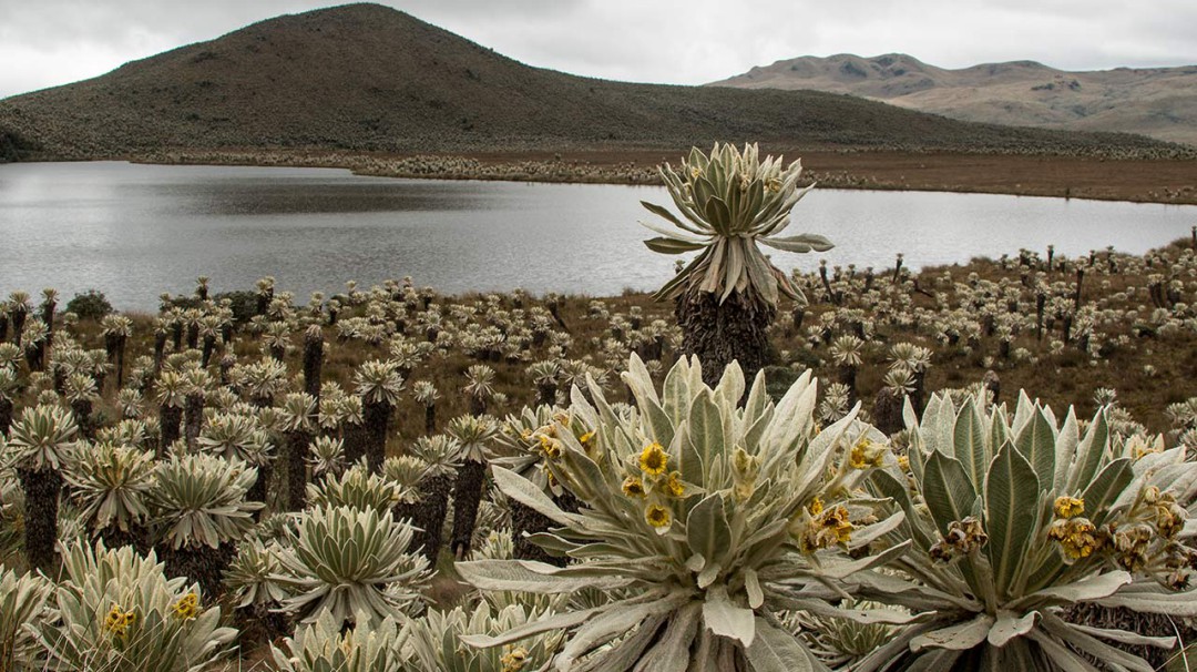 85% del agua potable en Colombia proviene de sus páramos