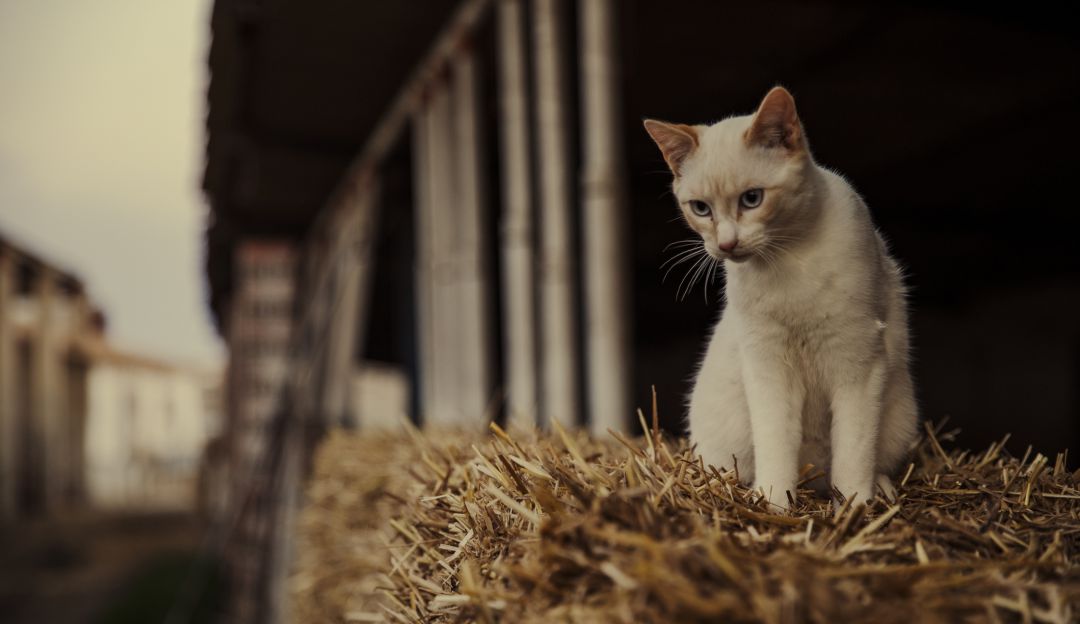 Los gatos también son útiles en las granjas Los gatos también son útiles en las granjas