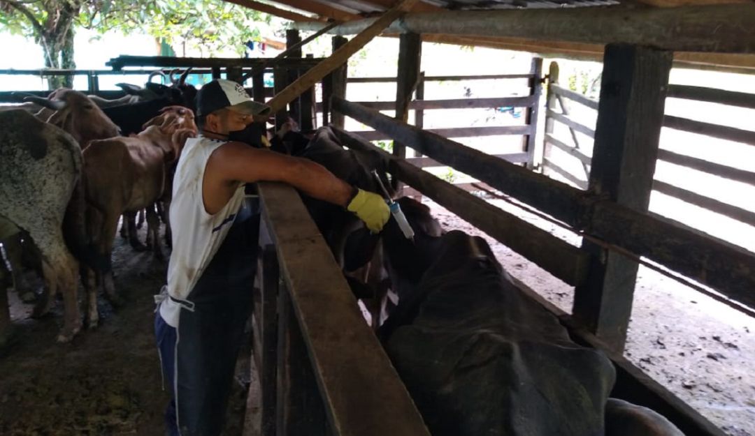 Vacunación contra la fiebre aftosa y la brucelosis bovina Vacunación contra la fiebre aftosa y la brucelosis bovina