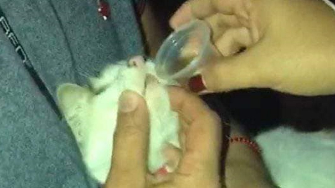 ¿Licor o suero? Polémica en Calarcá, Quindío por caso de maltrato animal