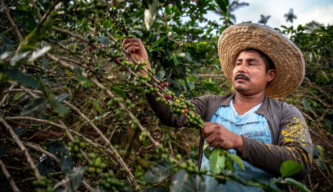 Buenos precios del café Buenos precios del café