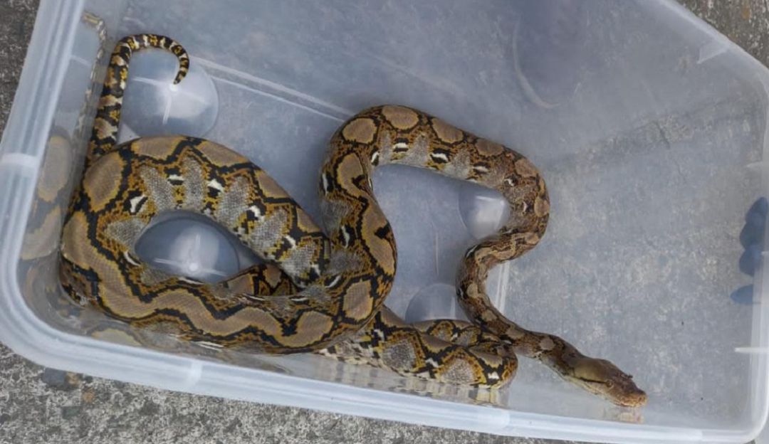 Boa constrictor Boa constrictor
