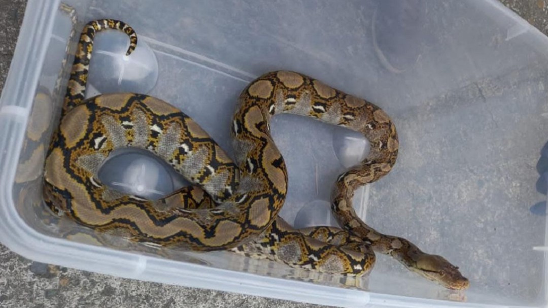 Rescatada una boa constrictor que estaba en una vivienda de Villamaría