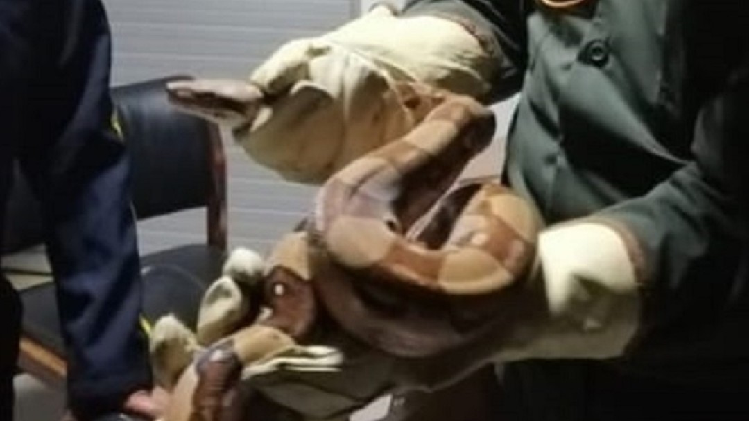Recuperados en Caldas doce animales silvestres que estaban en cautiverio