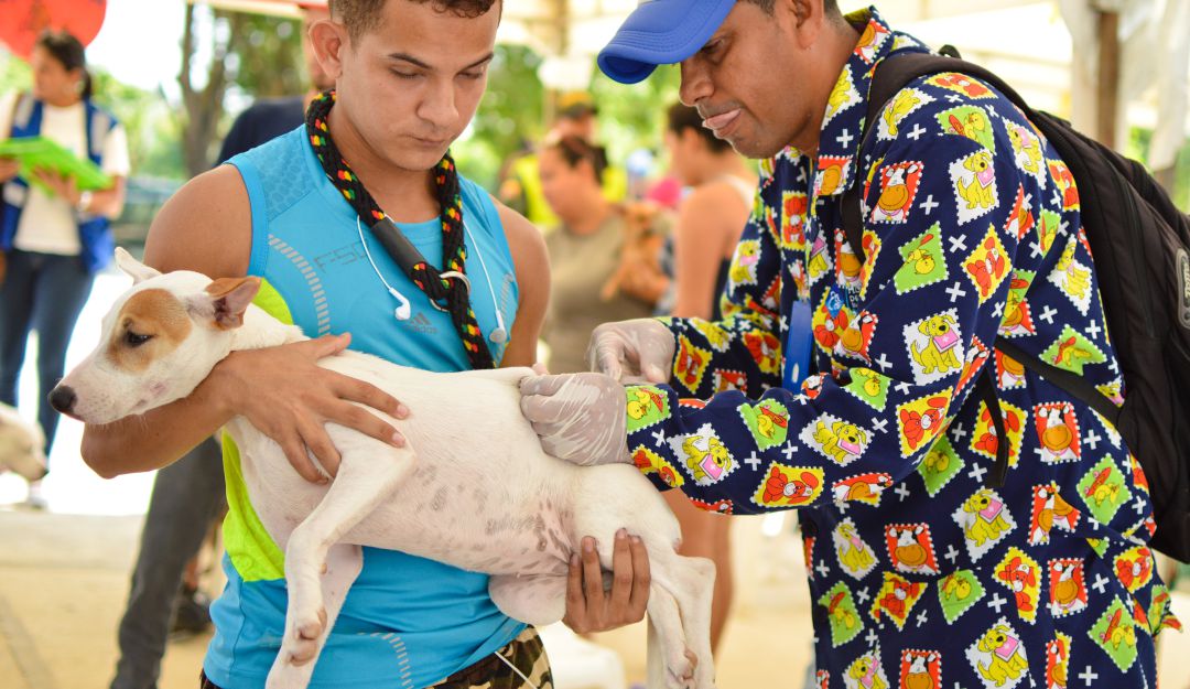 Desde el Congreso proponen crear un SISBÉN en Colombia para mascotas y animales de compañía Desde el Congreso proponen crear un SISBÉN en Colombia para mascotas y animales de compañía